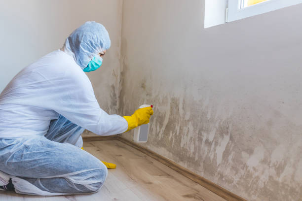 Professional mold removal team in Wilmington